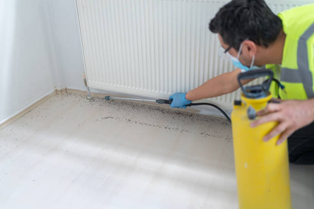 Best Termite Control Services  in Grundy, VA
